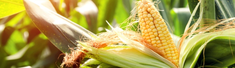 甜菜堿植物調(diào)節(jié)劑