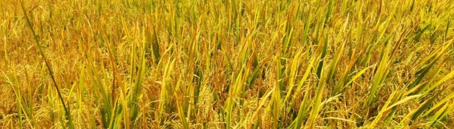 甜菜堿植物調(diào)節(jié)劑 甜菜堿植物調(diào)節(jié)劑