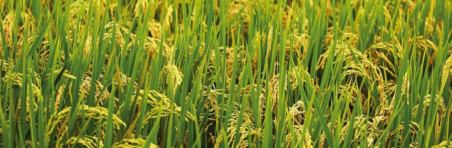 甜菜堿植物調(diào)節(jié)劑 甜菜堿植物調(diào)節(jié)劑